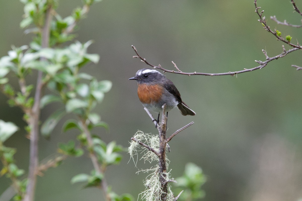 Rufous-breasted Chat-Tyrant - ML647232585