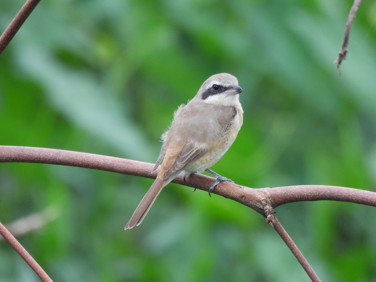 Brown Shrike - ML647232589