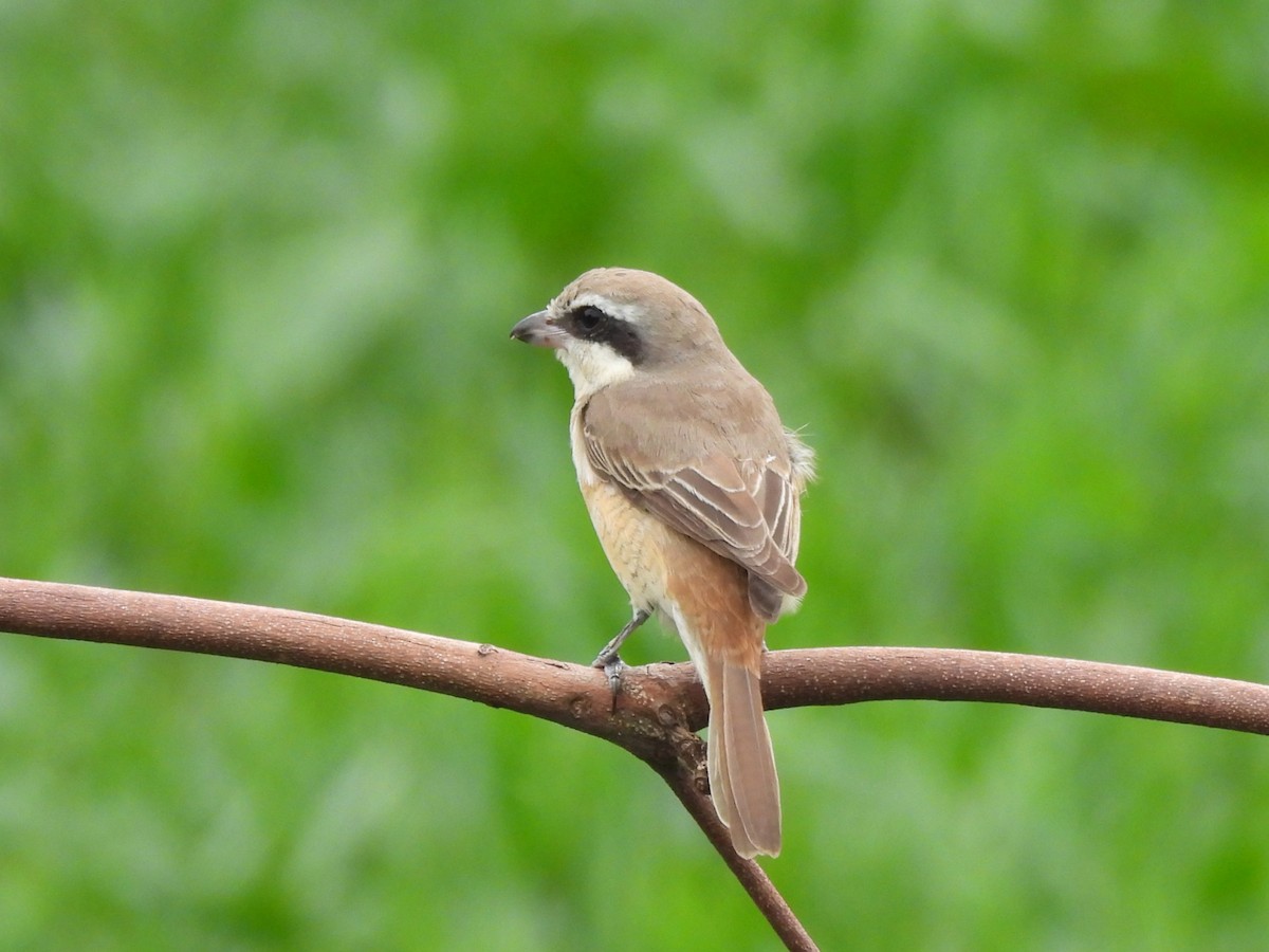 Brown Shrike - ML647232590