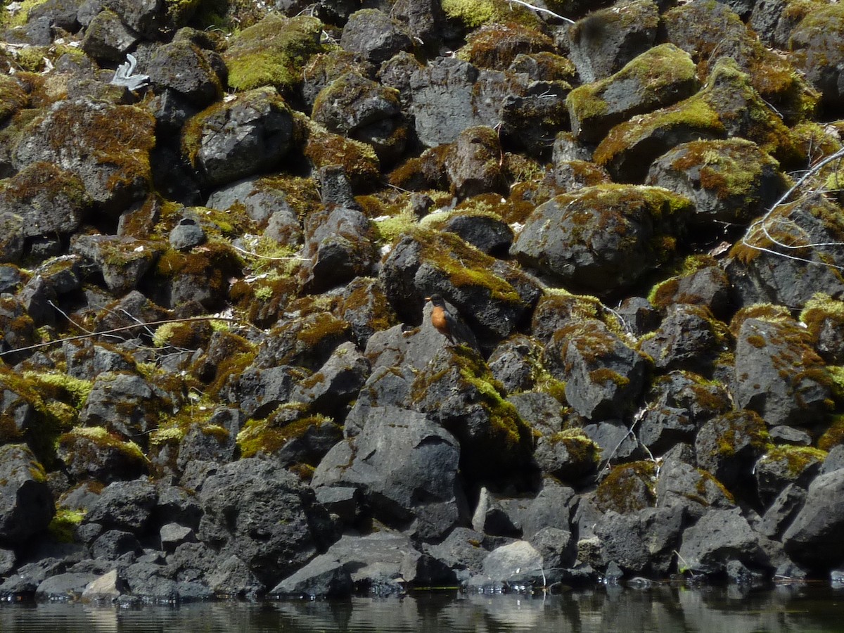 American Robin - ML647232604