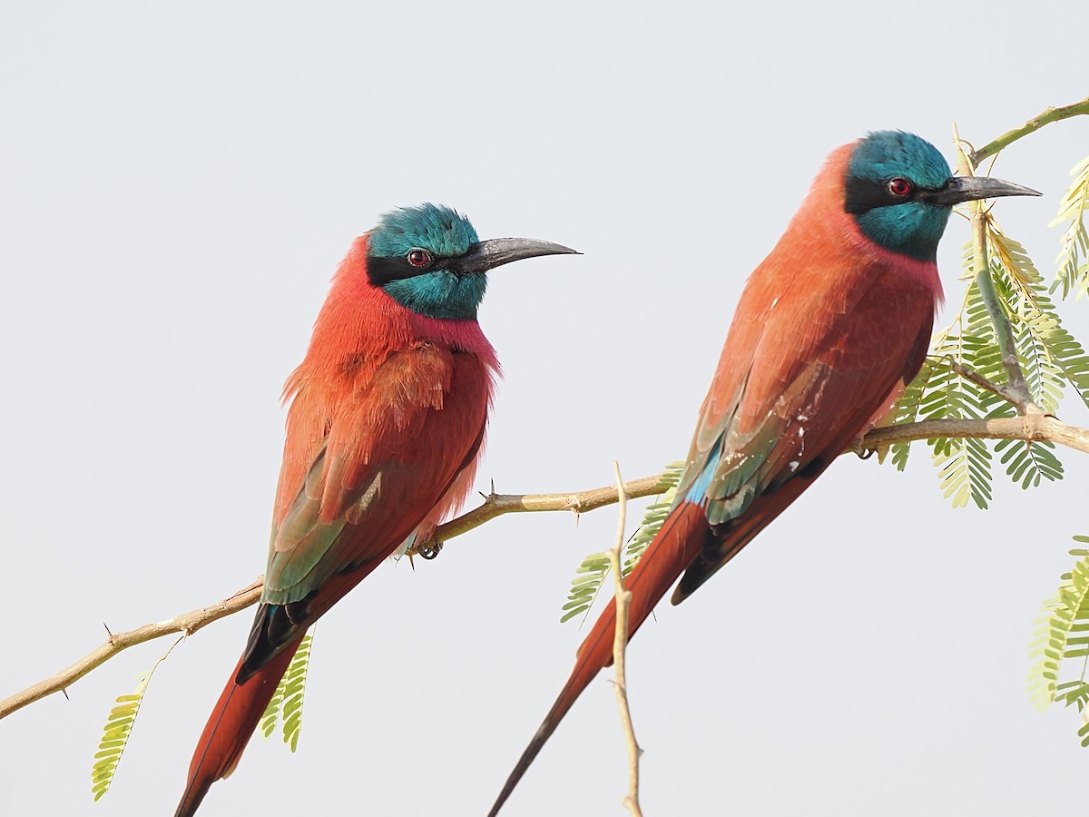 שרקרק ורוד - ML647232606