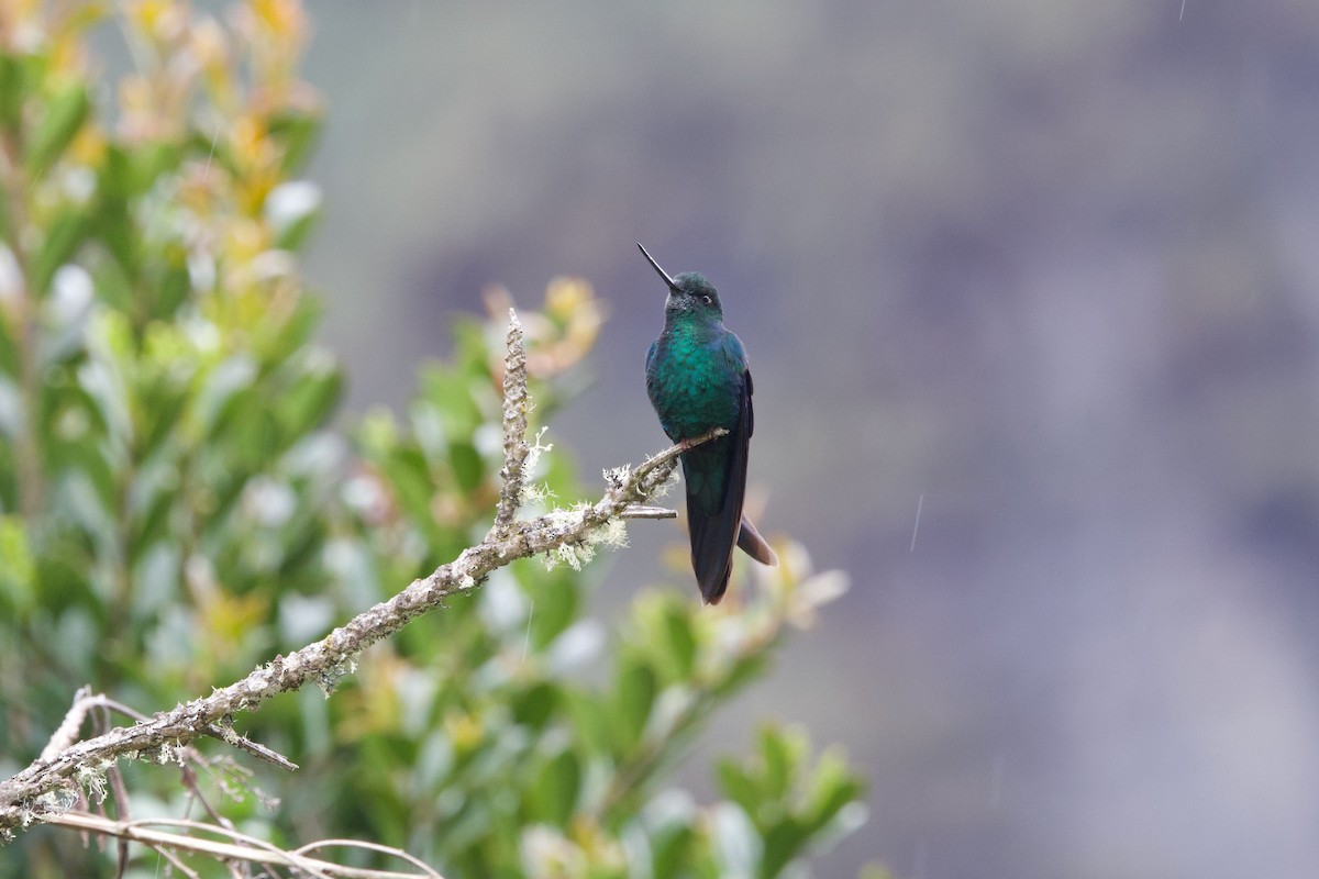 Great Sapphirewing - ML647232616