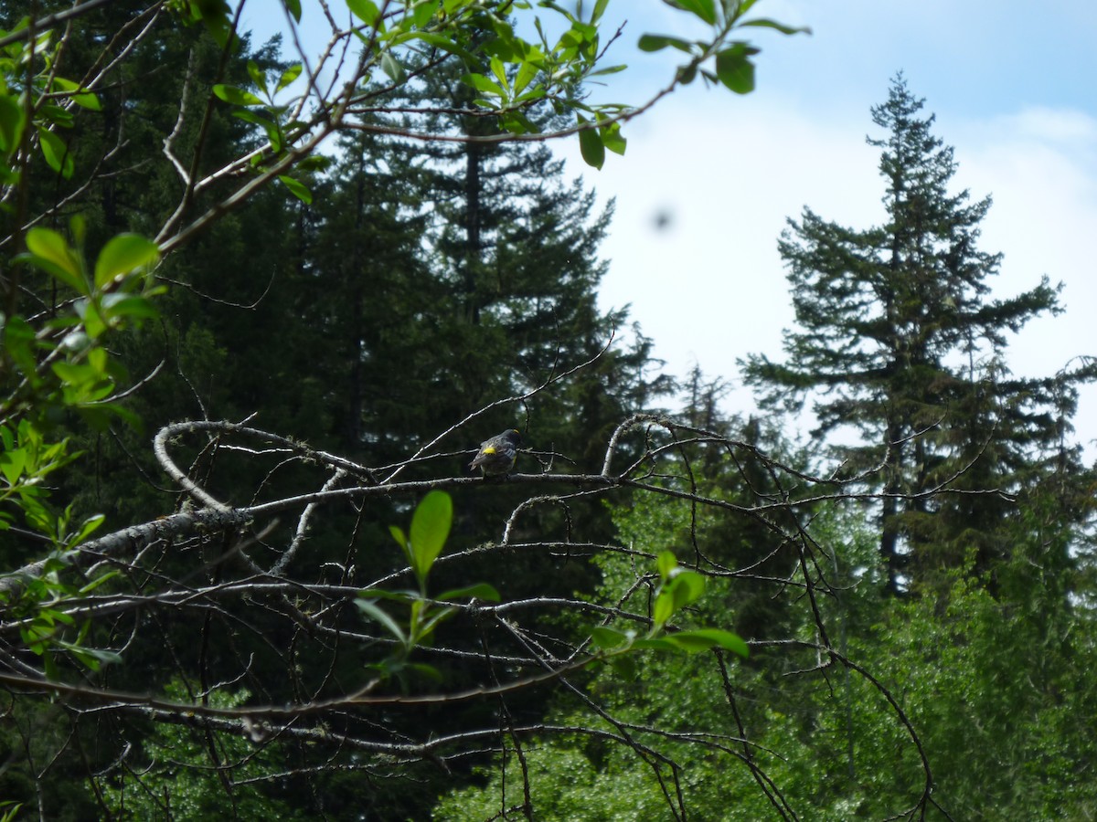 Yellow-rumped Warbler - ML647232618