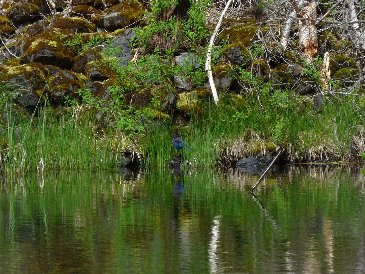 Steller's Jay - ML647232630