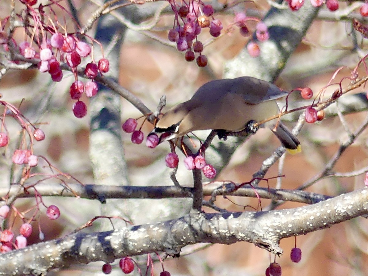 Cedar Waxwing - ML647232632
