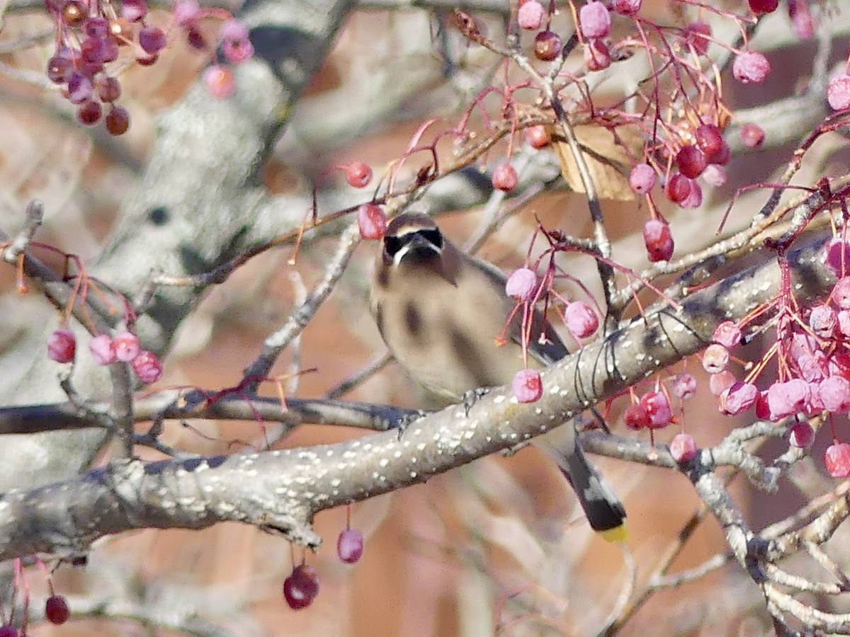 Cedar Waxwing - ML647232633