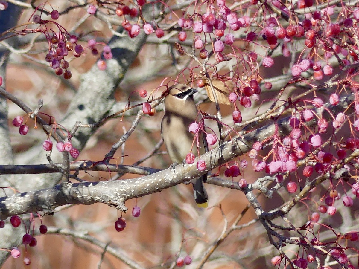 Cedar Waxwing - ML647232634
