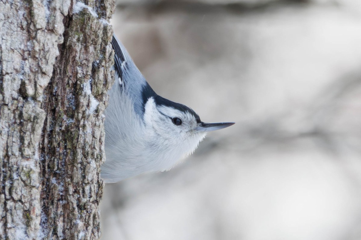 White-breasted Nuthatch - ML647232641
