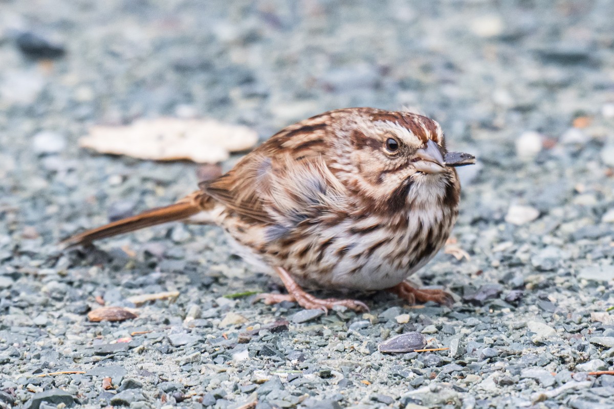 Singammer - ML647232645