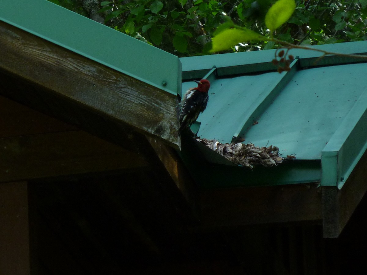 Red-breasted Sapsucker - ML647232656