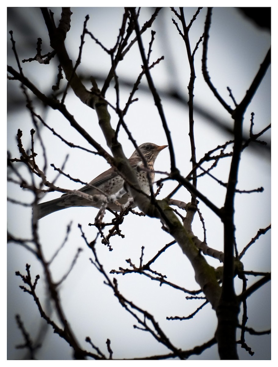 Fieldfare - ML647232661