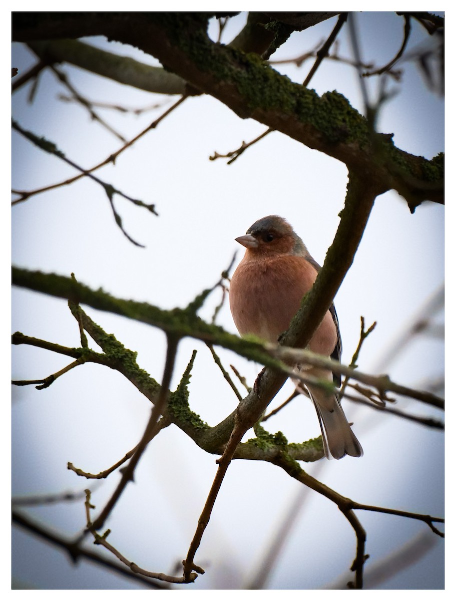 Common Chaffinch - ML647232663