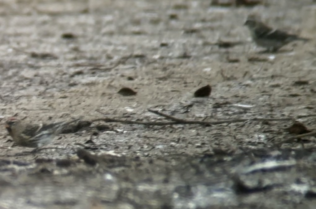 gråsisik (cabaret) (brunsisik) - ML647232666