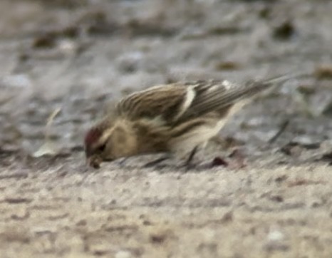 gråsisik (cabaret) (brunsisik) - ML647232667