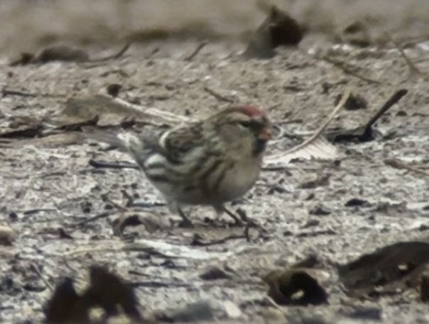 gråsisik (cabaret) (brunsisik) - ML647232668