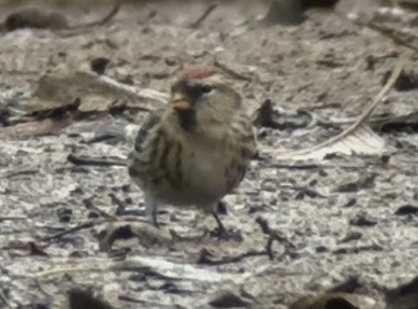 gråsisik (cabaret) (brunsisik) - ML647232669