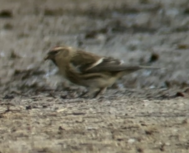 gråsisik (cabaret) (brunsisik) - ML647232670