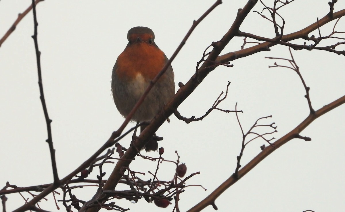 European Robin - ML647232672
