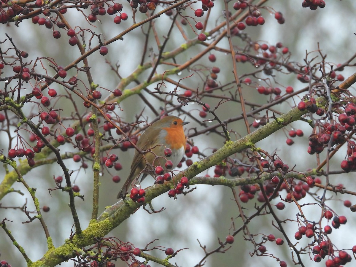 European Robin - ML647232673