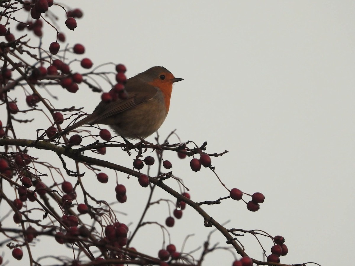 European Robin - ML647232674