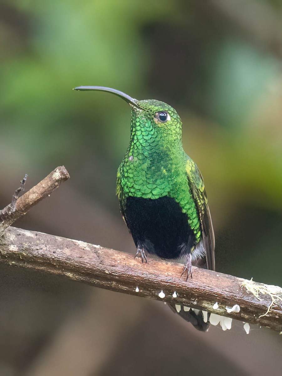 Mountain Velvetbreast - ML647232704