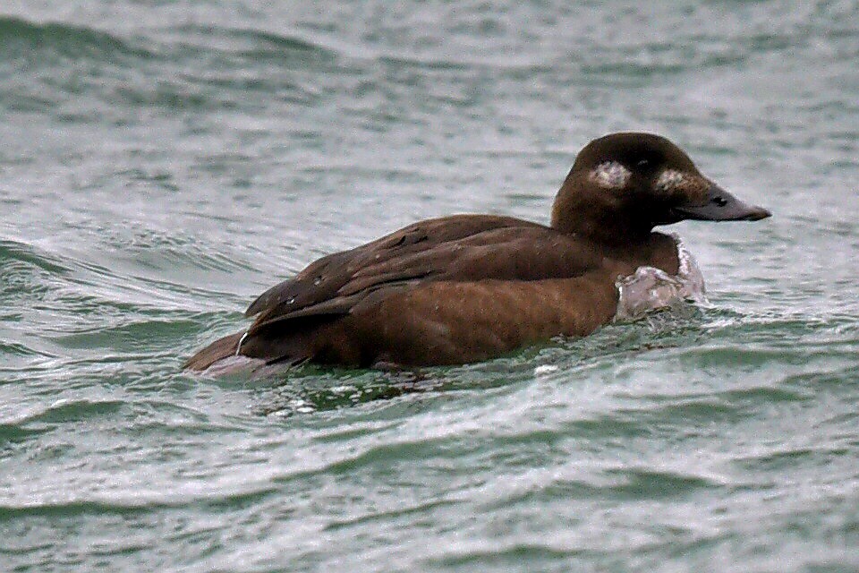 White-winged Scoter - ML647232718