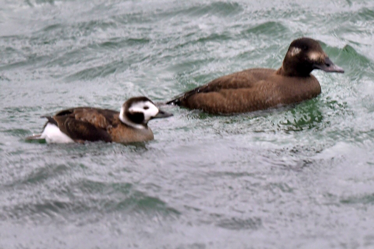 White-winged Scoter - ML647232719