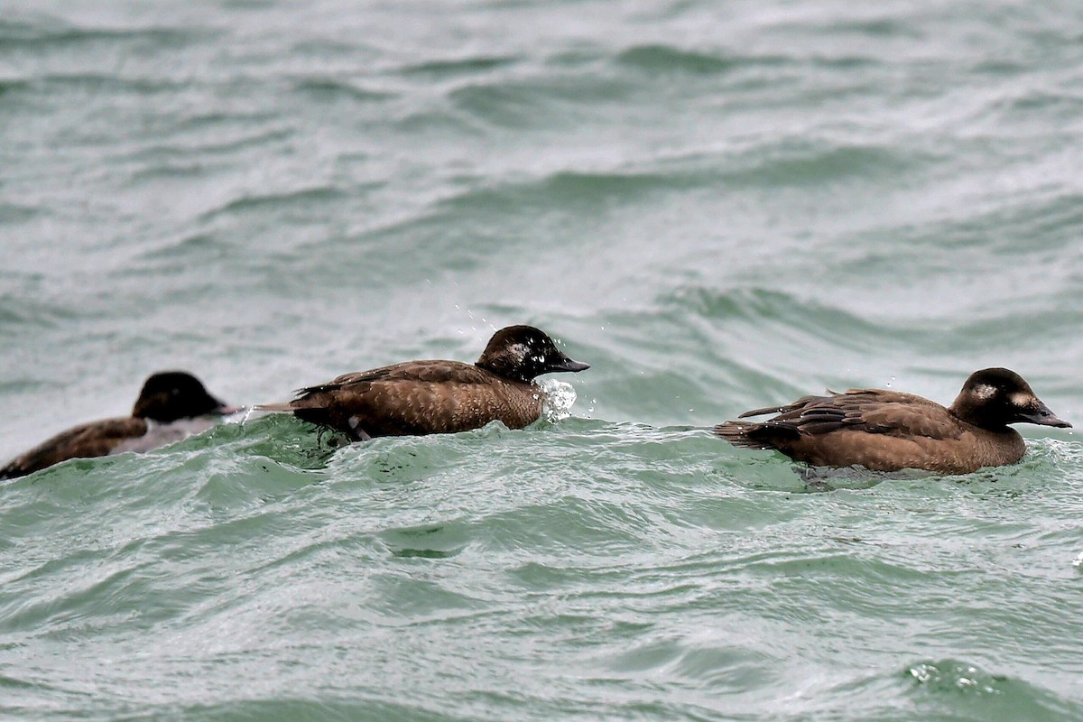 White-winged Scoter - ML647232721