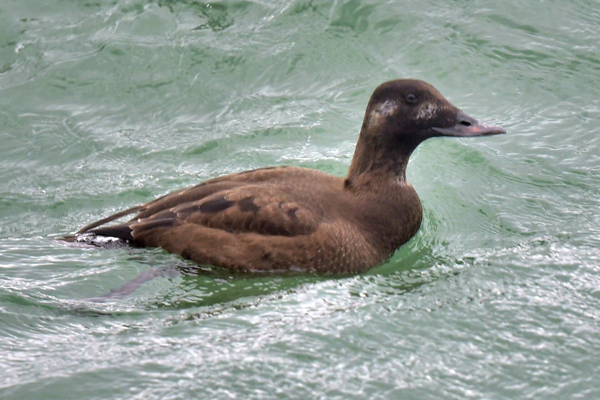 White-winged Scoter - ML647232722