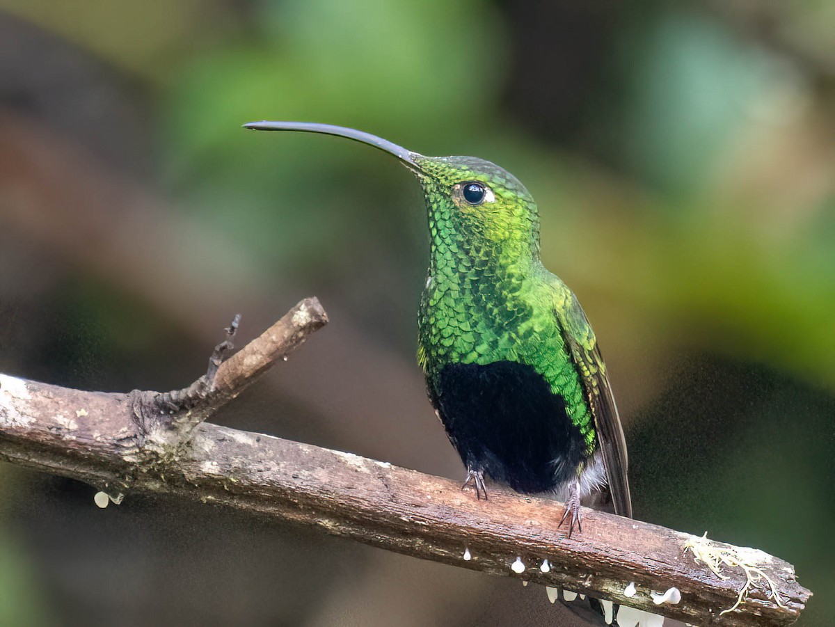 Mountain Velvetbreast - ML647232723