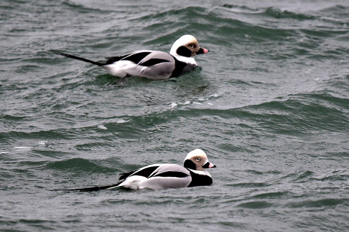 Long-tailed Duck - ML647232732