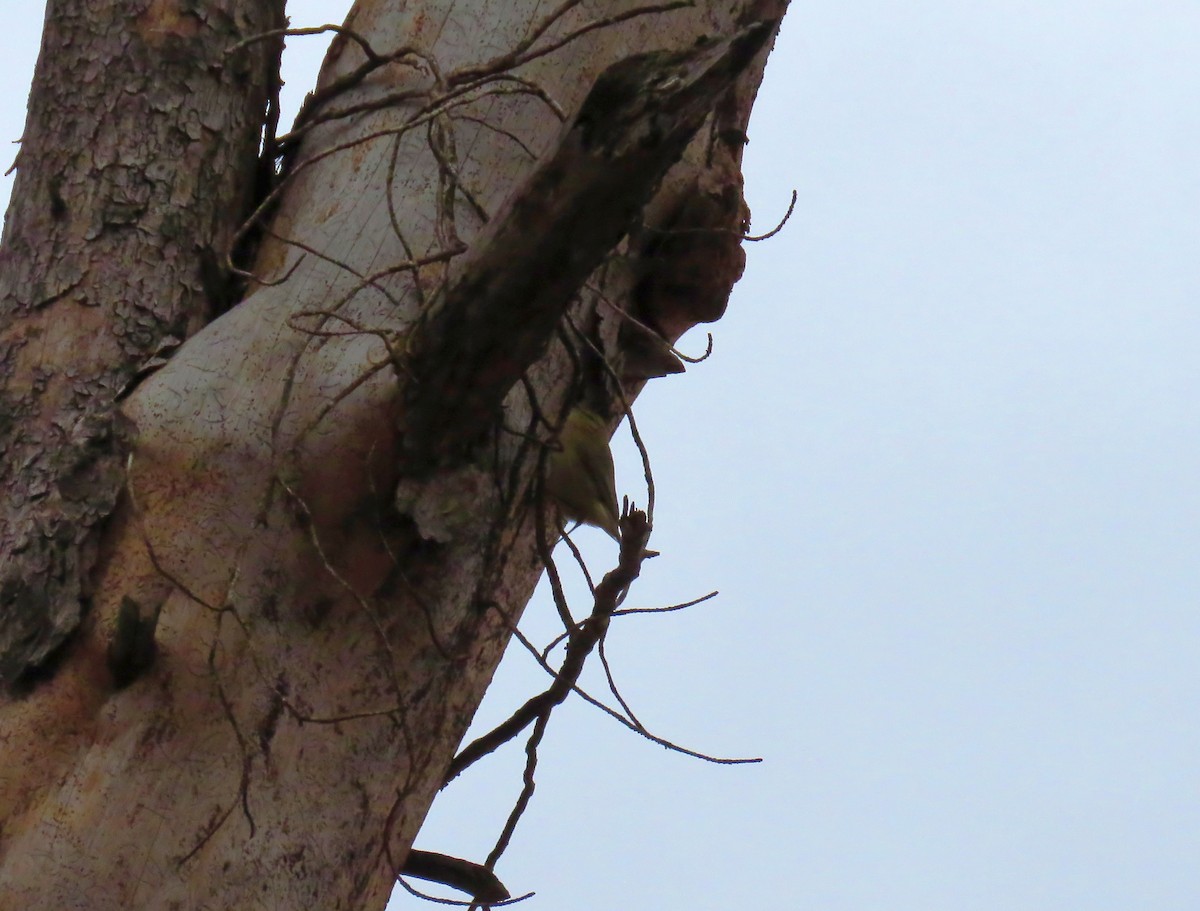 Common Chiffchaff (Common) - ML647232735