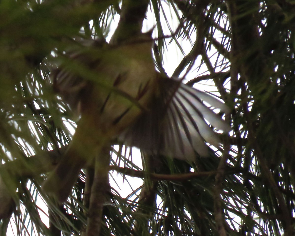 Common Chiffchaff (Common) - ML647232736