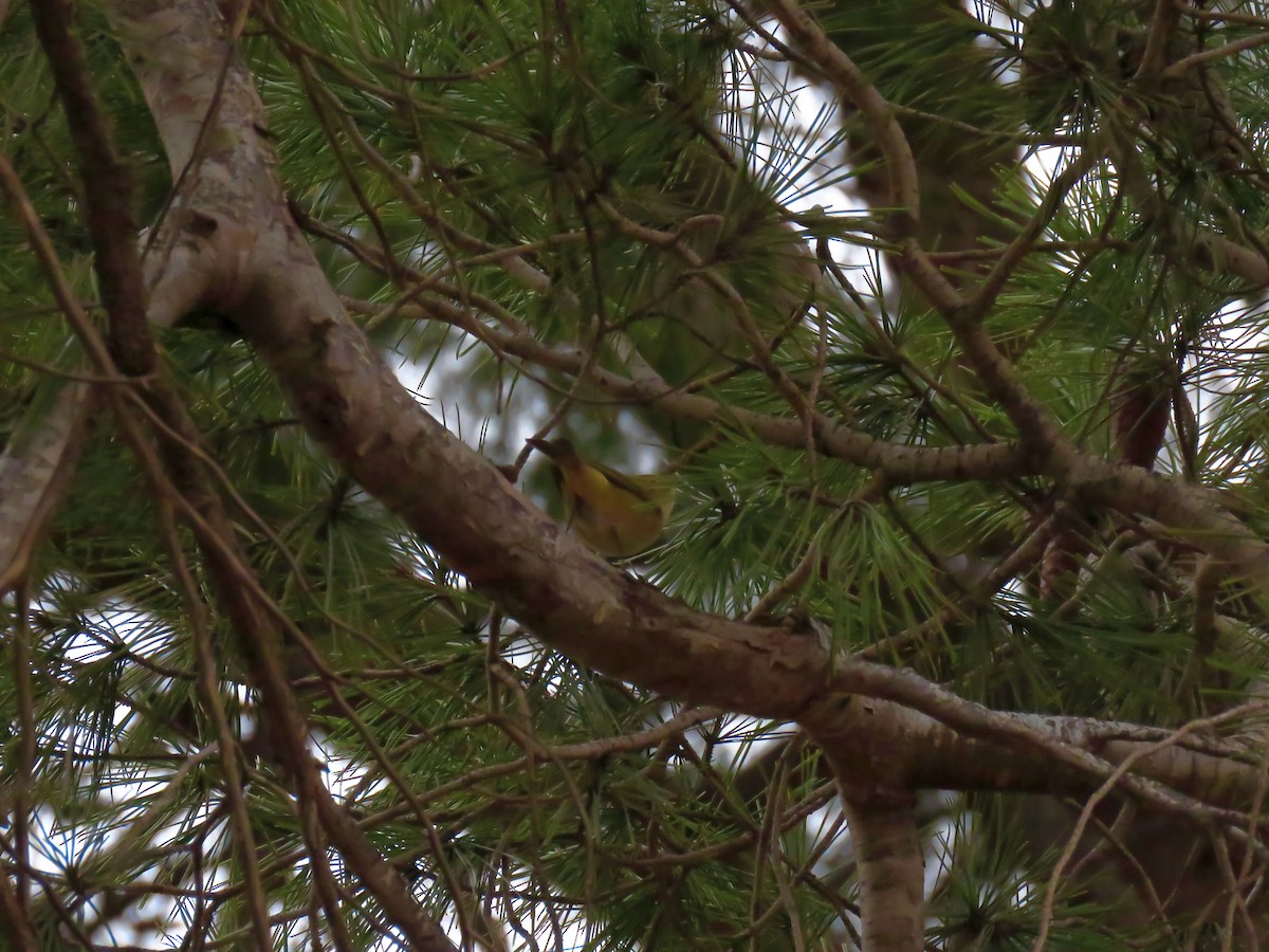 Common Chiffchaff (Common) - ML647232737