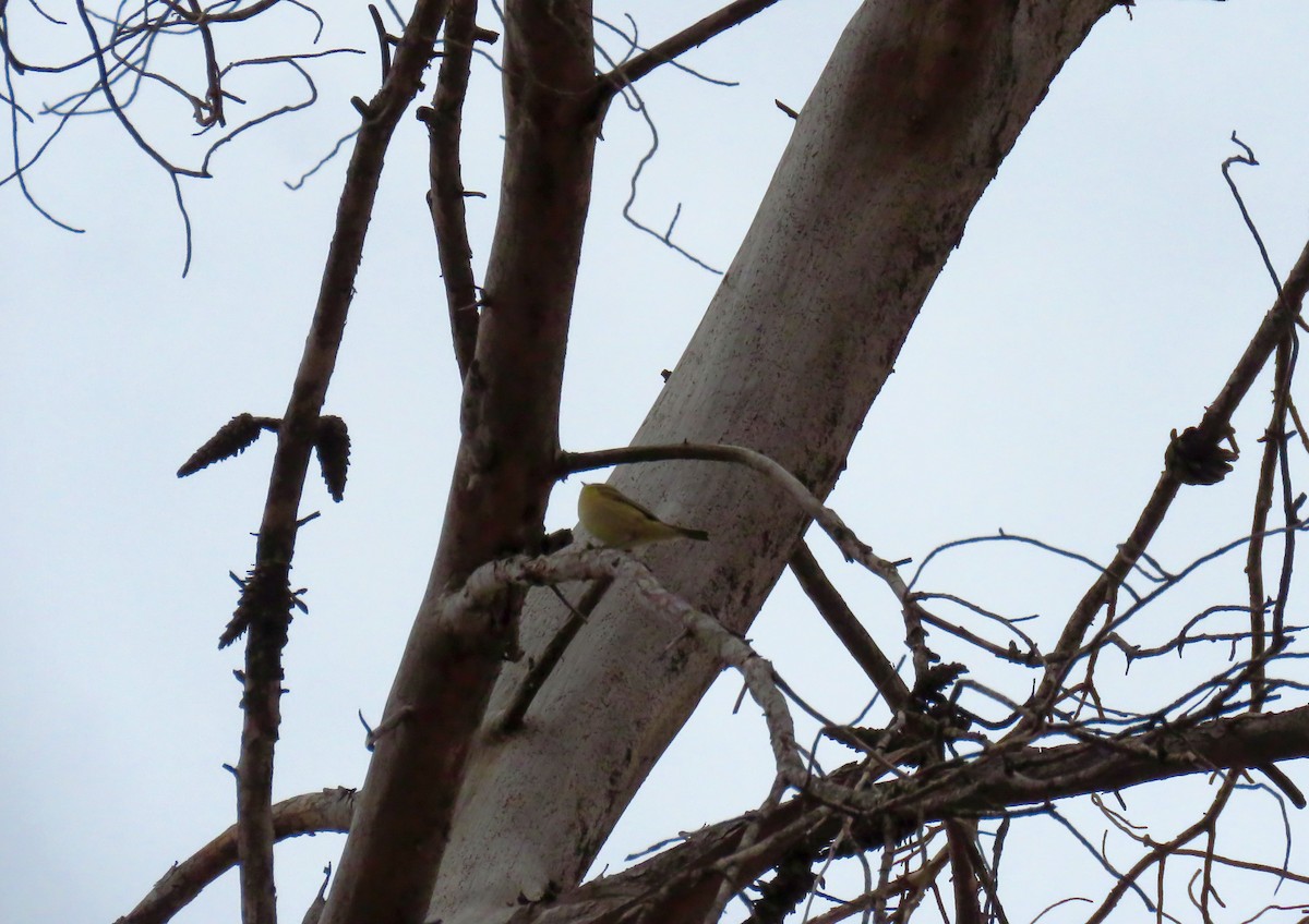 Common Chiffchaff (Common) - ML647232738