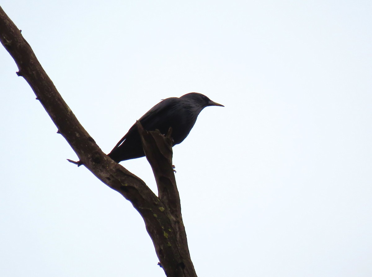 Étourneau unicolore - ML647232744