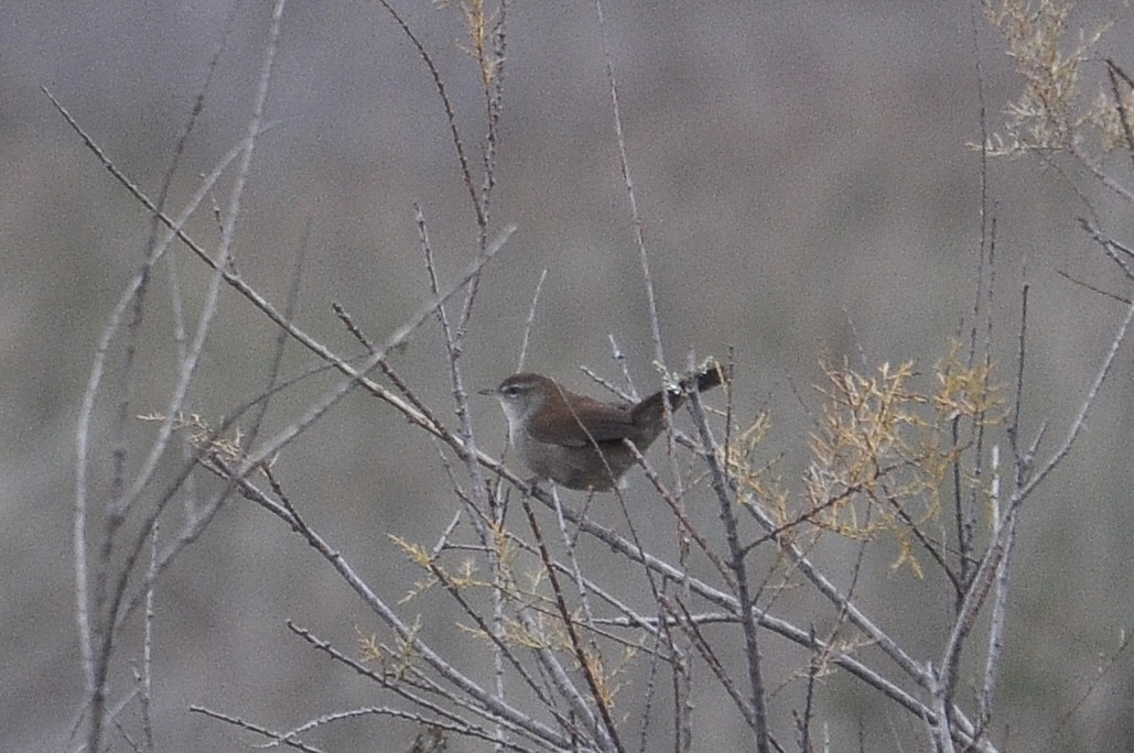 Seidensänger - ML647232759