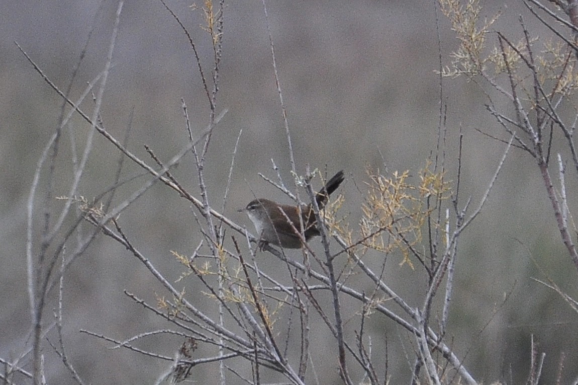 Seidensänger - ML647232760