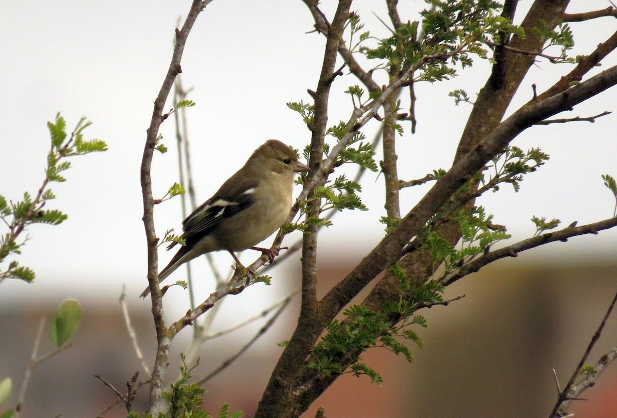 African Chaffinch (African) - ML647232765
