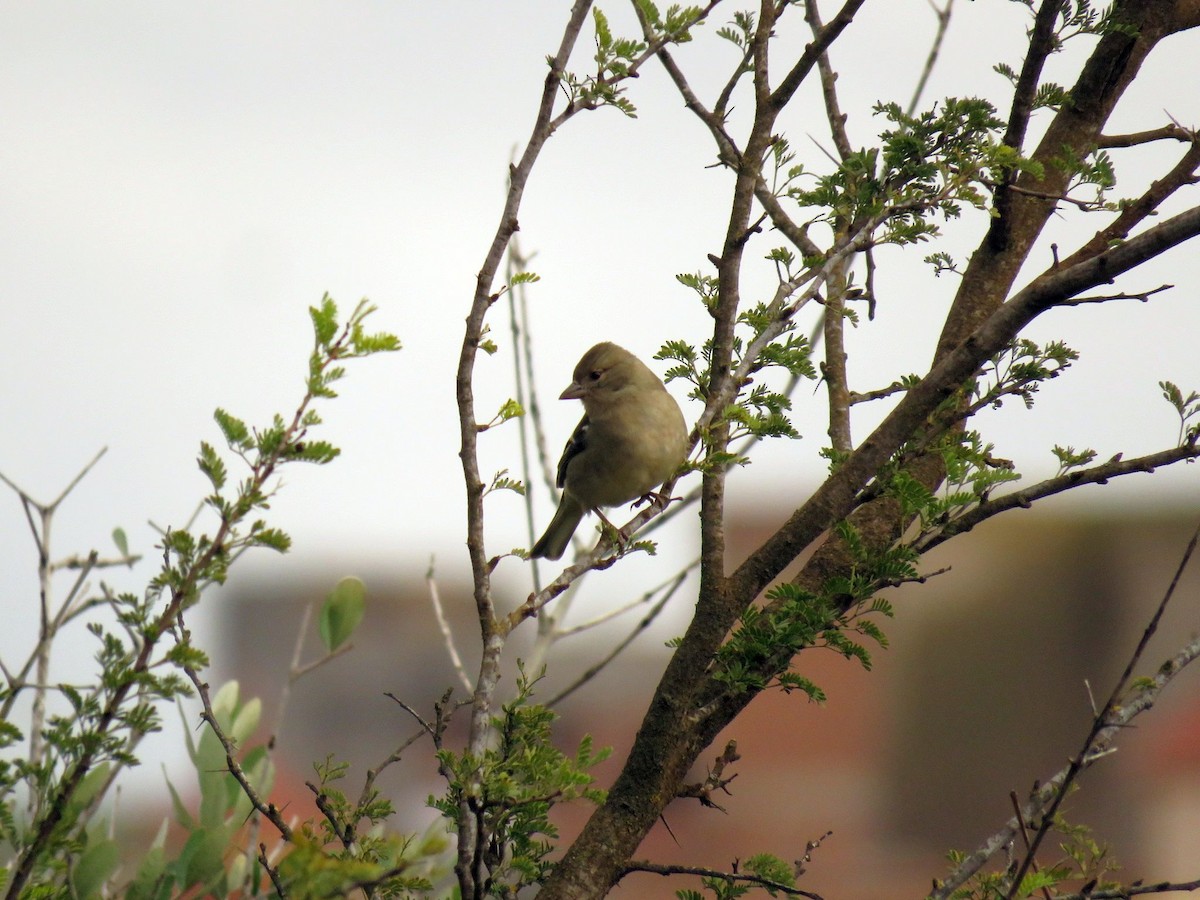African Chaffinch (African) - ML647232766
