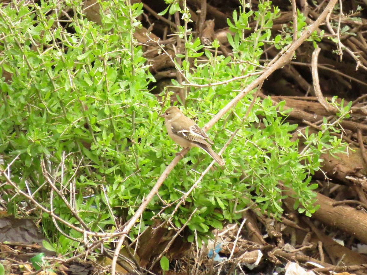 African Chaffinch (African) - ML647232767