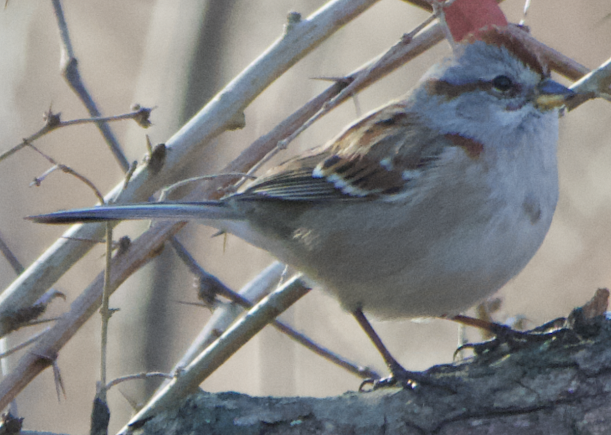 American Tree Sparrow - ML647232803