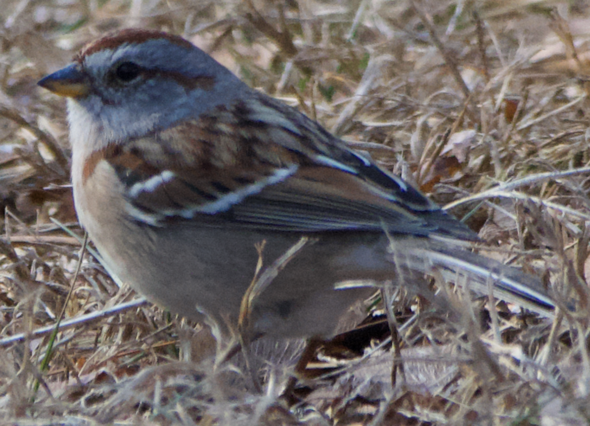 American Tree Sparrow - ML647232808