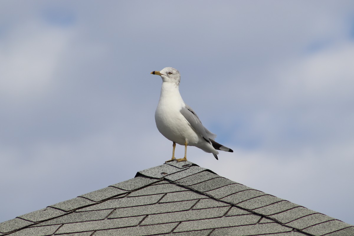 Ring-billed Gull - ML647232810