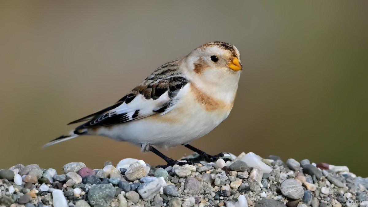 snøspurv - ML647232811