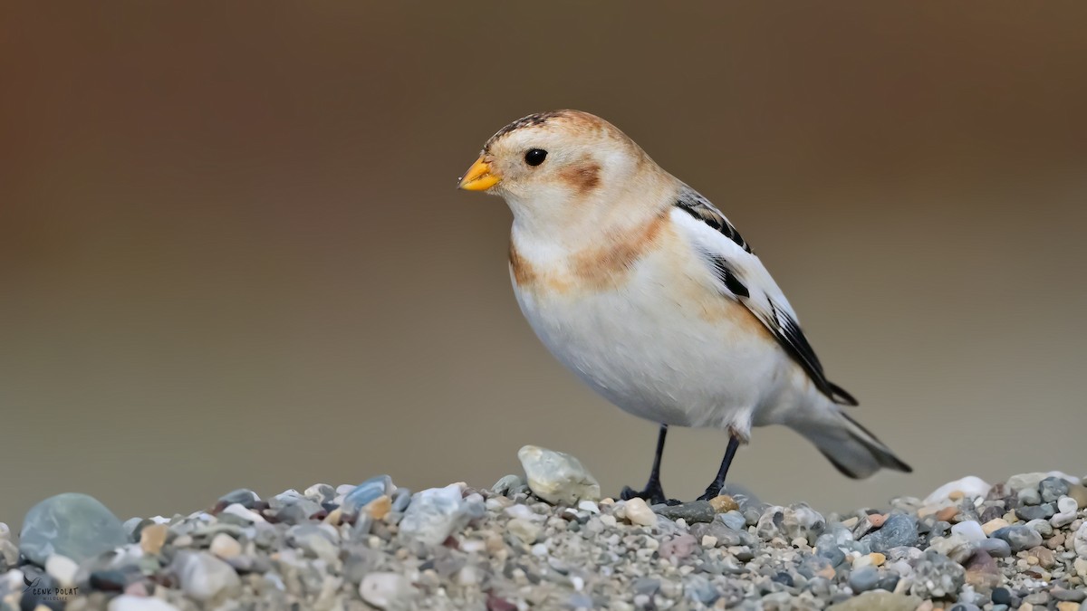 snøspurv - ML647232812