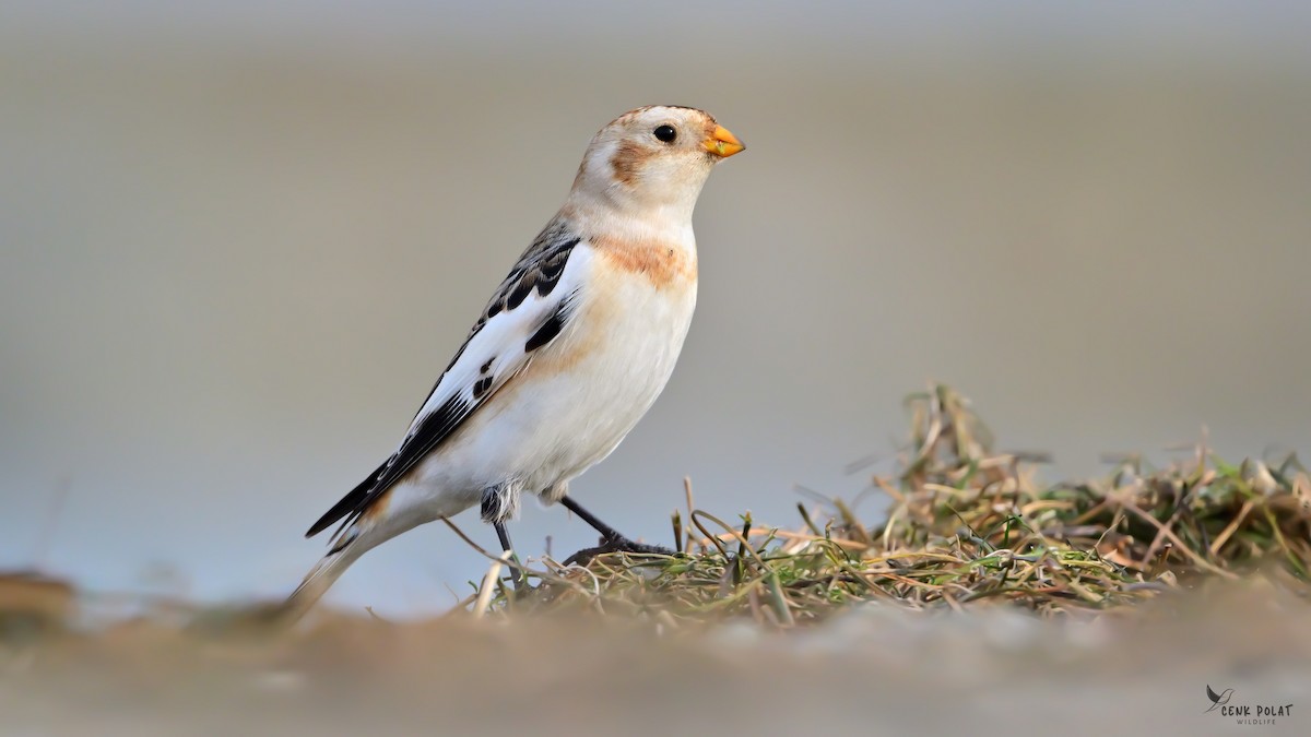 snøspurv - ML647232813