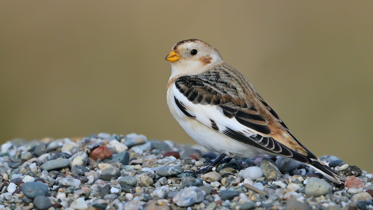 snøspurv - ML647232814