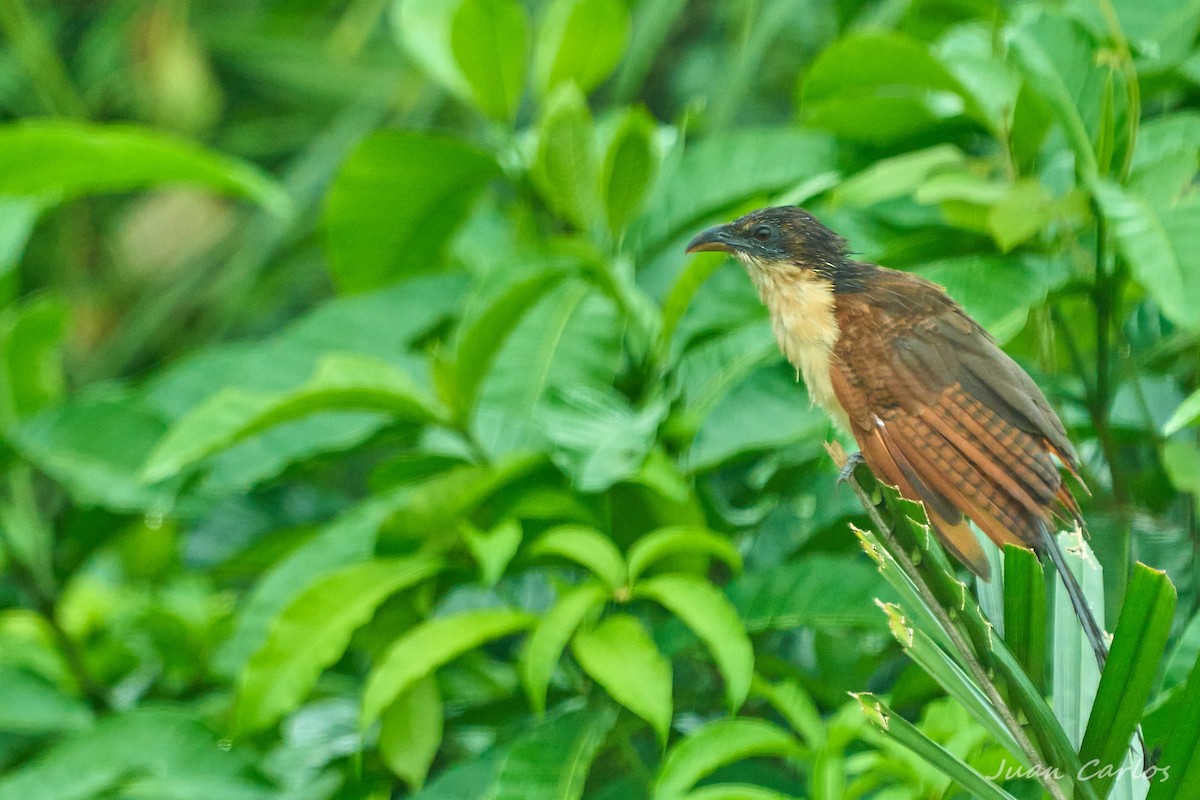 Senegal Coucal - ML647232818
