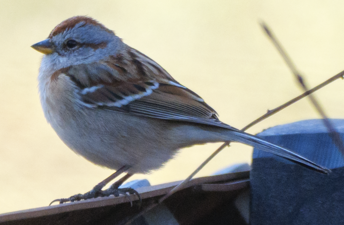 American Tree Sparrow - ML647232821